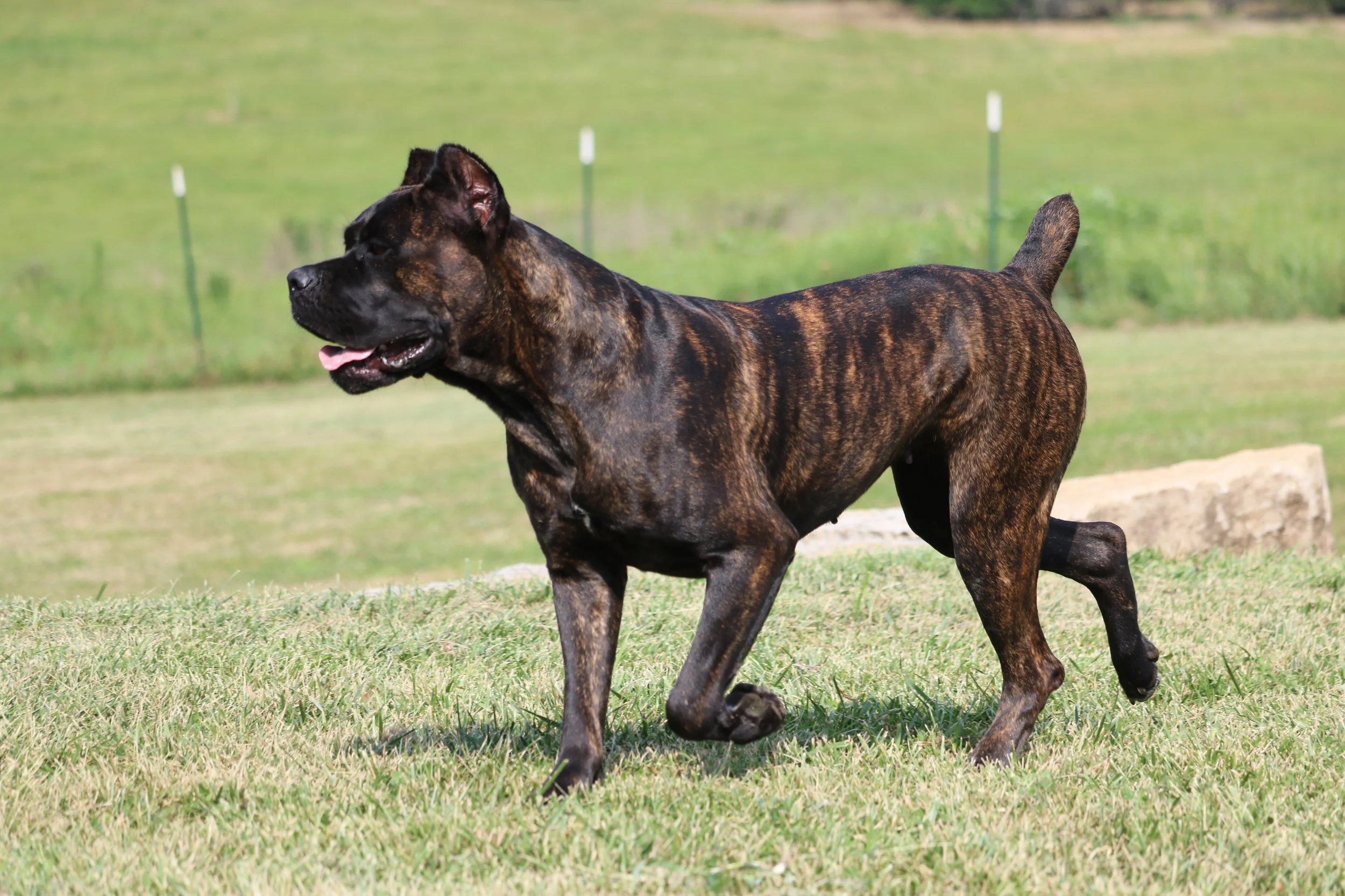 Adult cane corso for sale discount